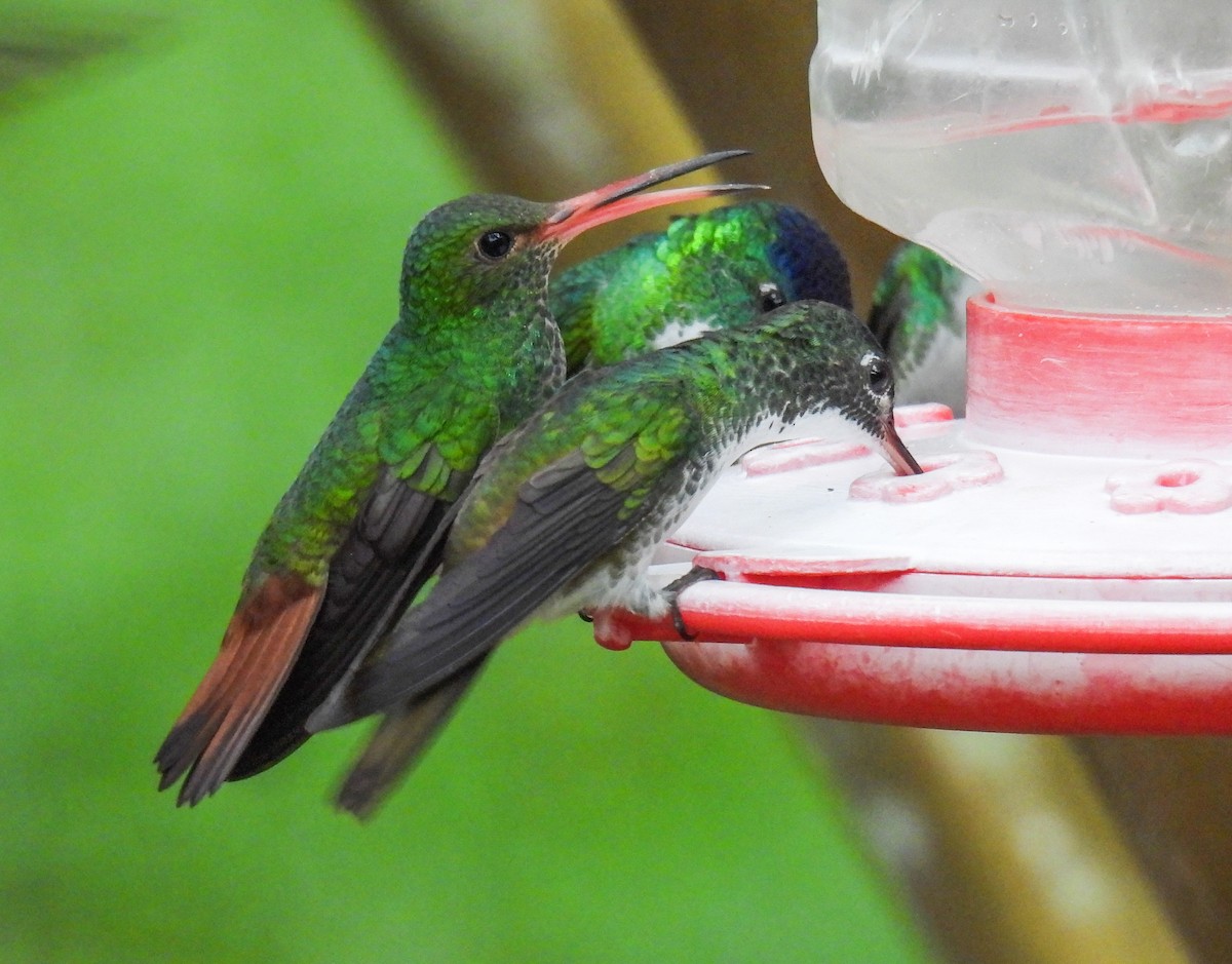 Rufous-tailed Hummingbird - ML612081131