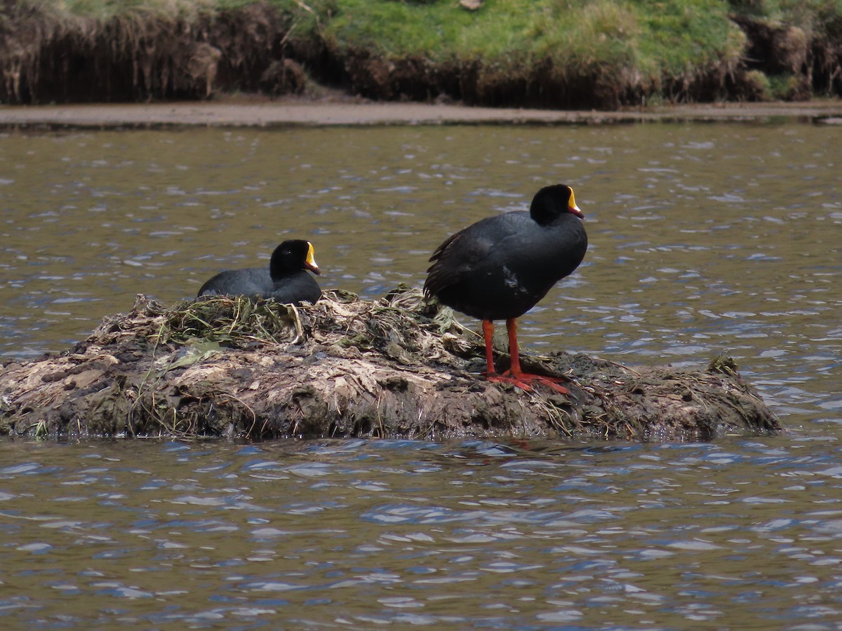 Giant Coot - ML612081535