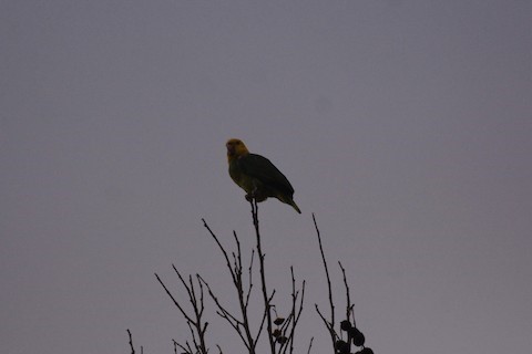 Yellow-headed Parrot - ML612081896