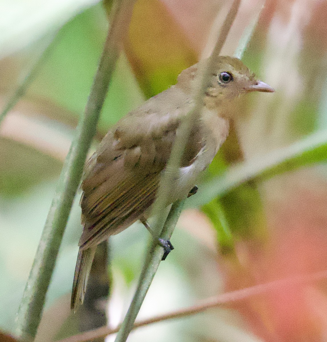Brown-winged Schiffornis (Amazonian) - John Gregory