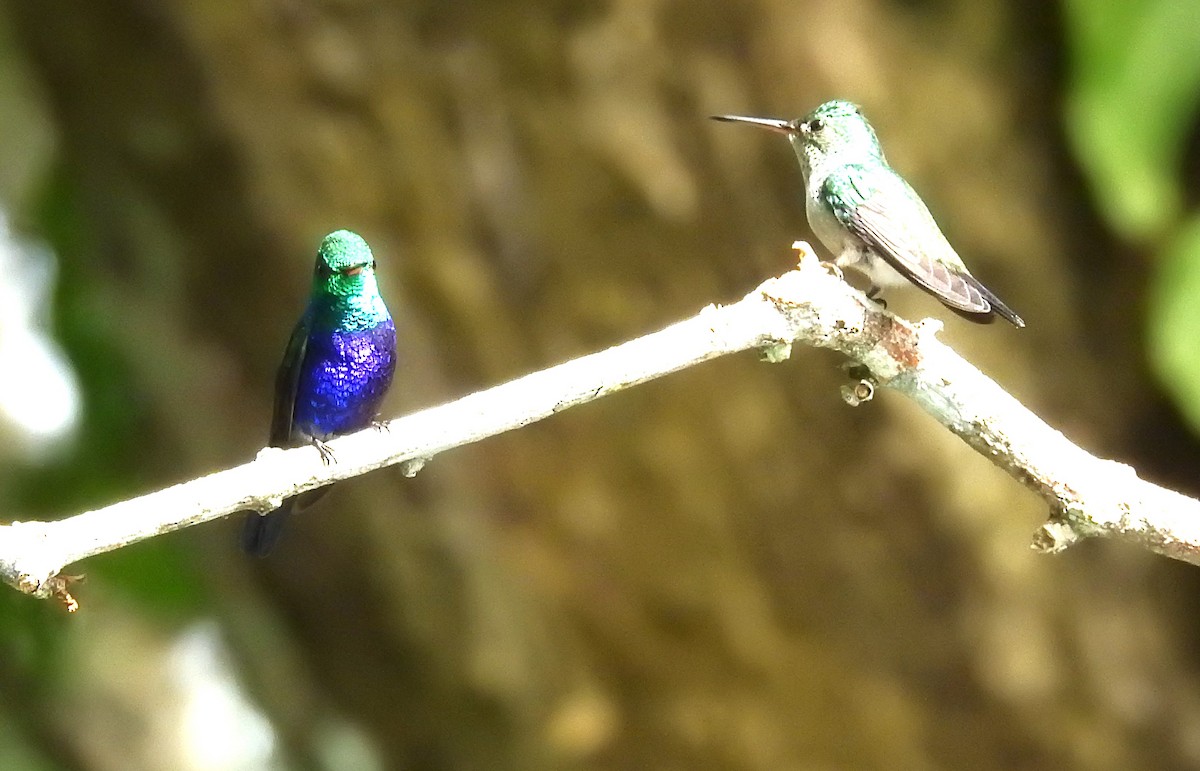 Violet-bellied Hummingbird - ML612082048
