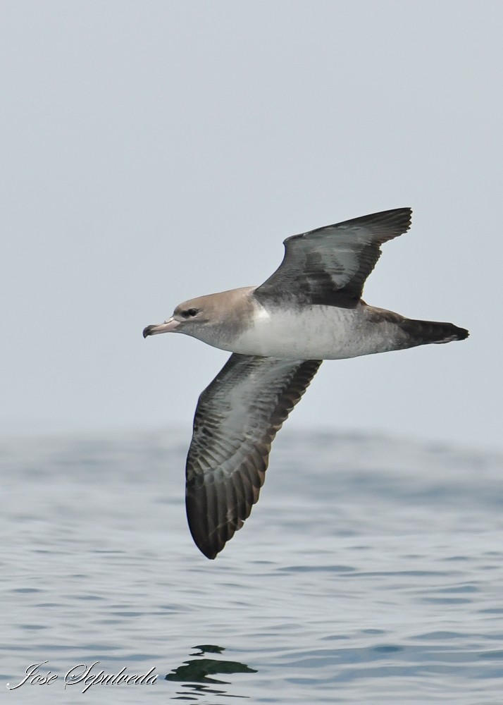 Pink-footed Shearwater - ML612082158
