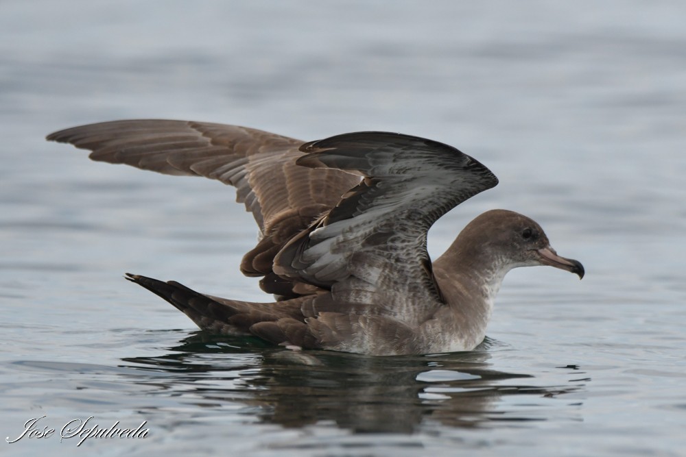 Pink-footed Shearwater - ML612082159