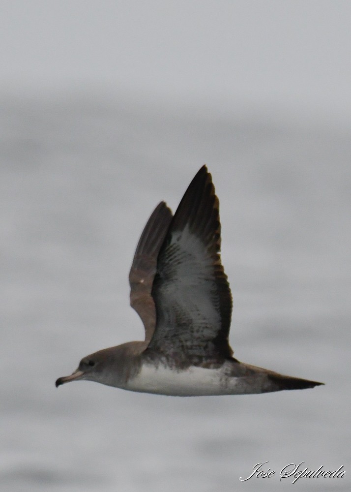 Pink-footed Shearwater - ML612082160