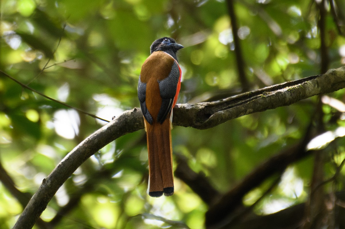 Malabar Trogon - ML612082166