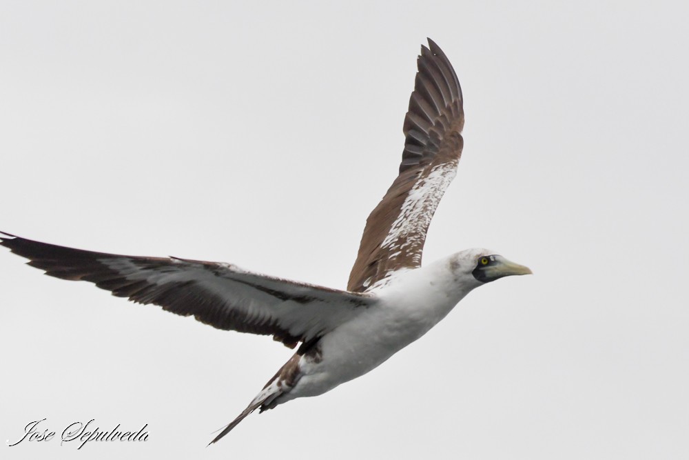 Masked Booby - ML612082193