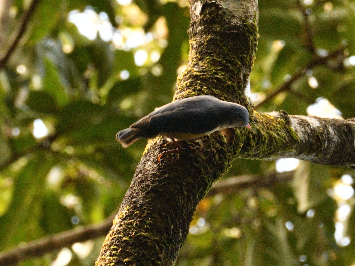 Velvet-fronted Nuthatch - ML612082243