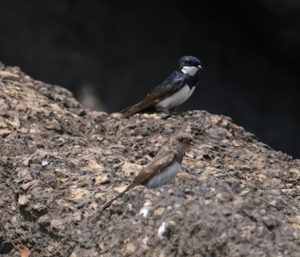 Black-collared Swallow - John Gregory