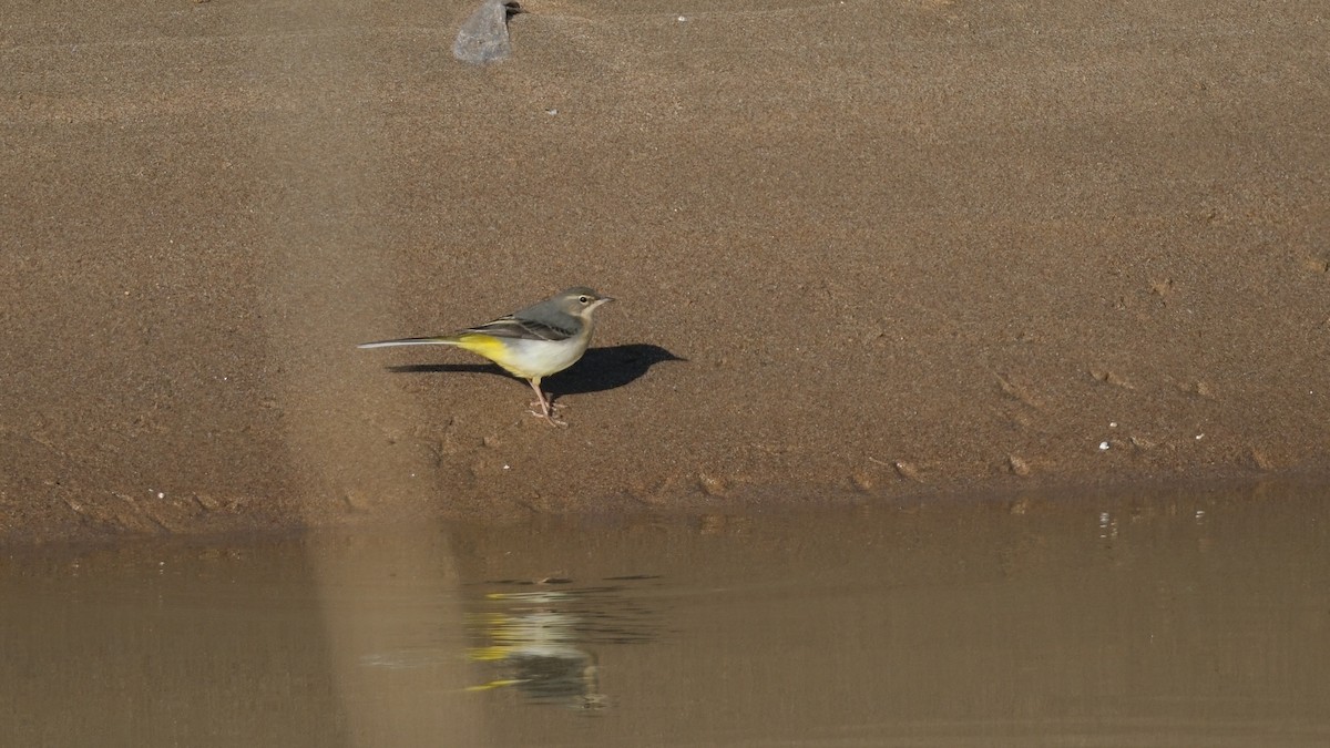 Gray Wagtail - ML612082556