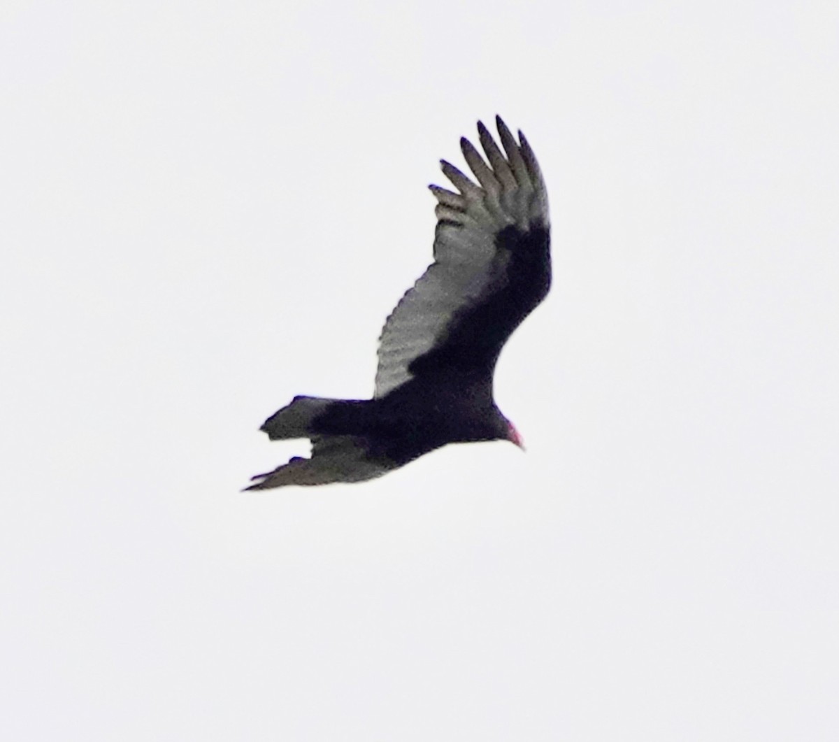 Turkey Vulture - ML612082614