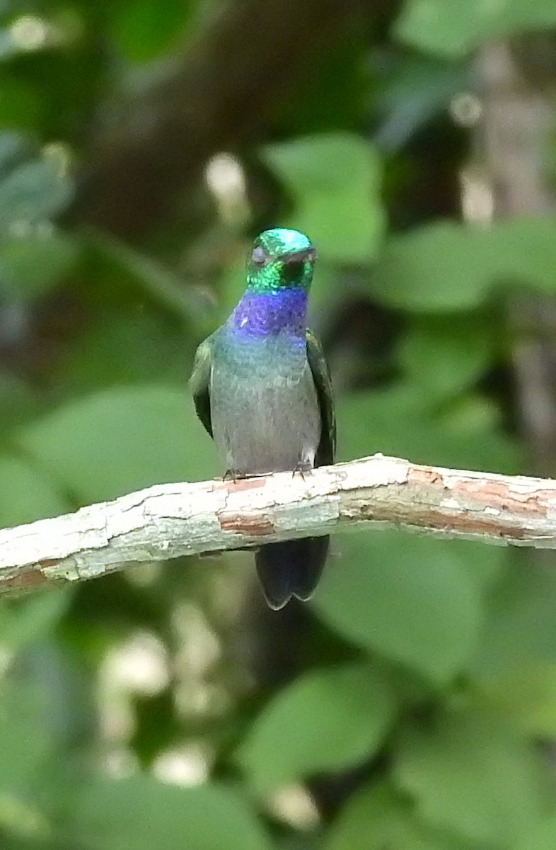 Blue-chested Hummingbird - ML612082656