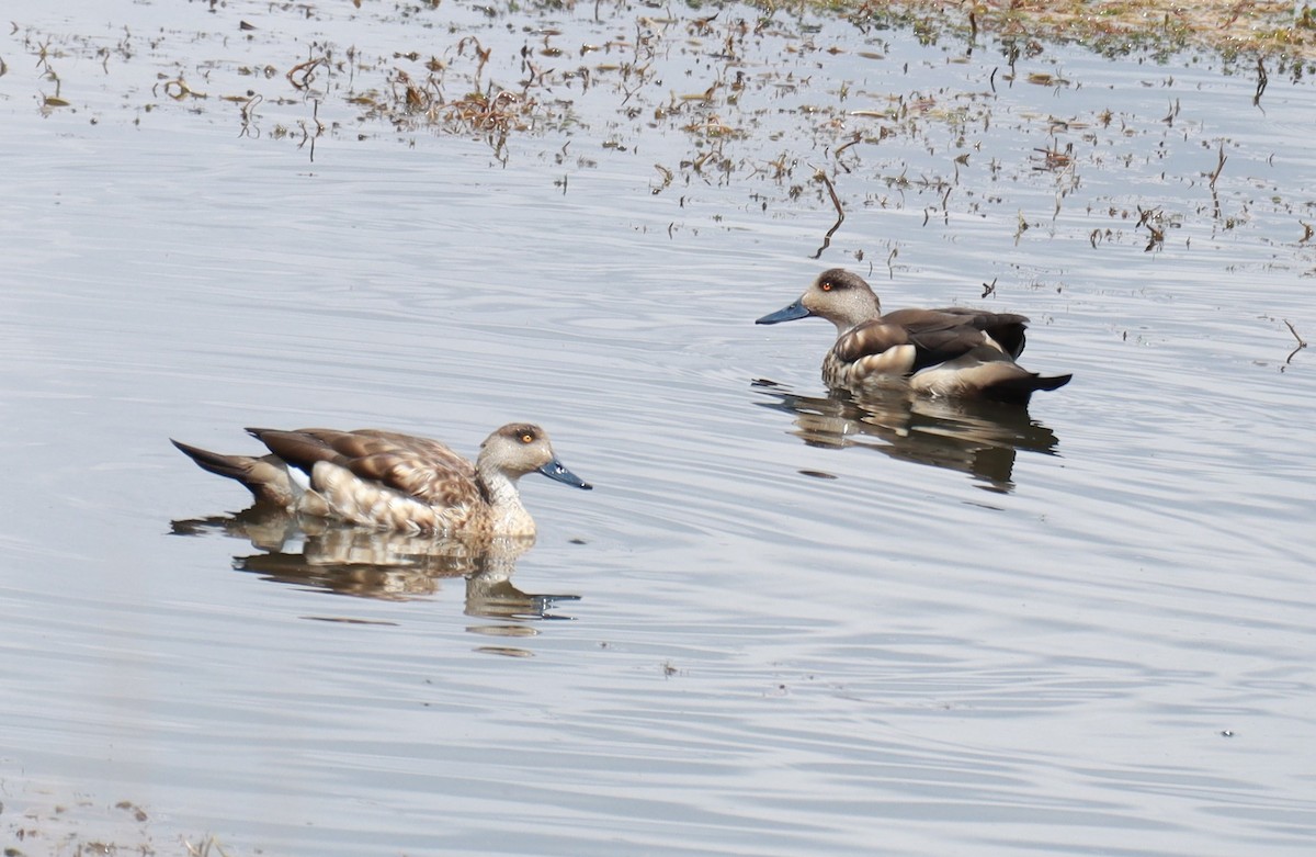 Crested Duck - ML612082743
