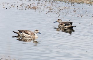 Crested Duck, ML612082743