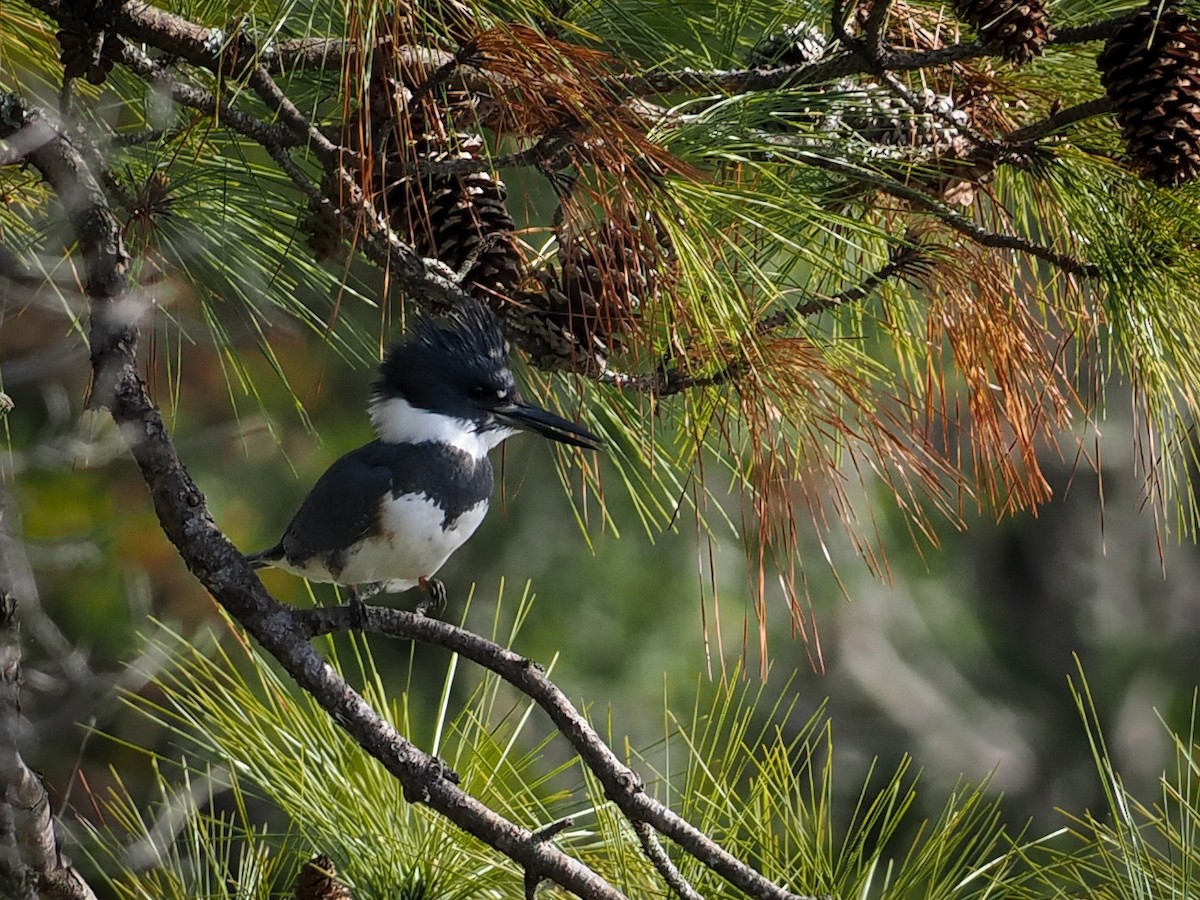 Belted Kingfisher - ML612082921