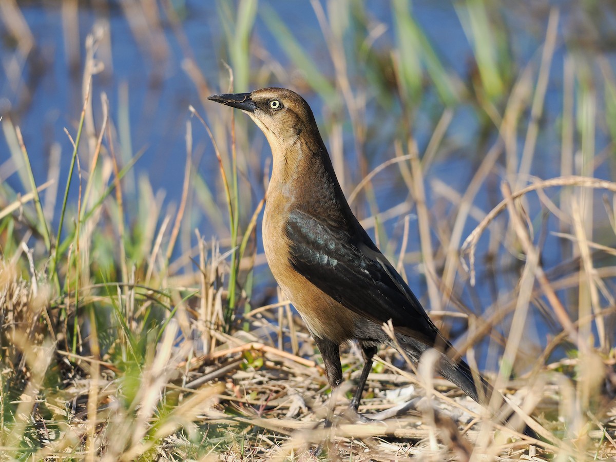 Boat-tailed Grackle - ML612082959