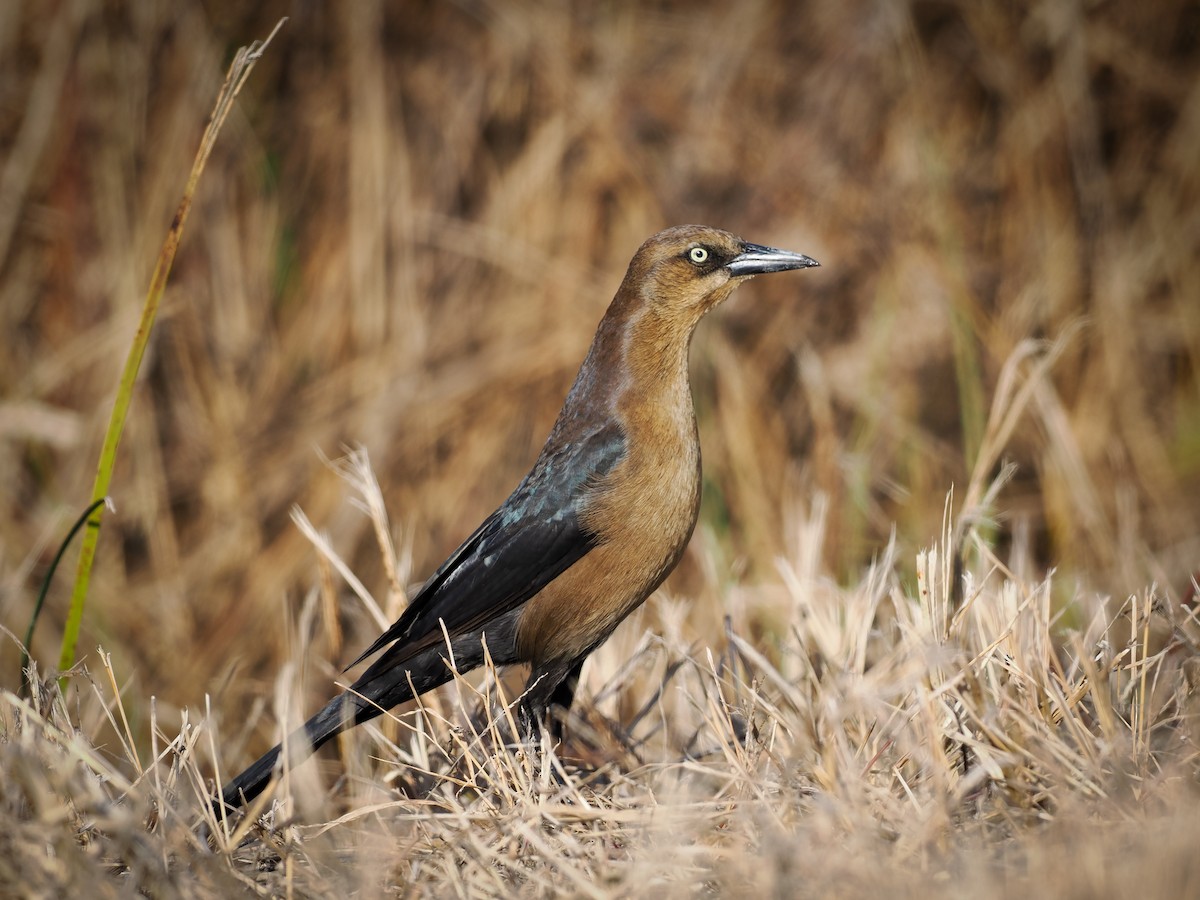 Boat-tailed Grackle - ML612082961