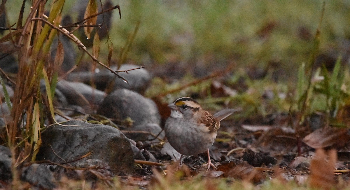 White-throated Sparrow - ML612083278
