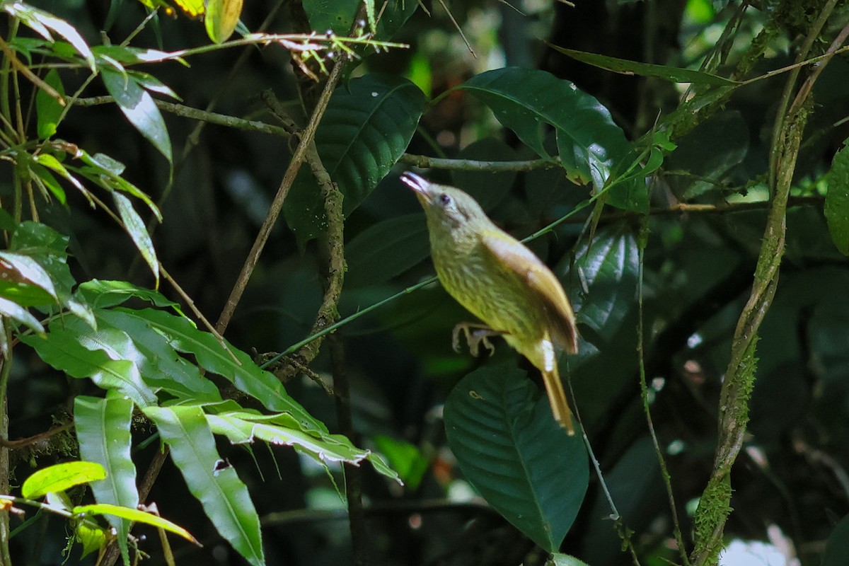 Olive-striped Flycatcher - ML612083624