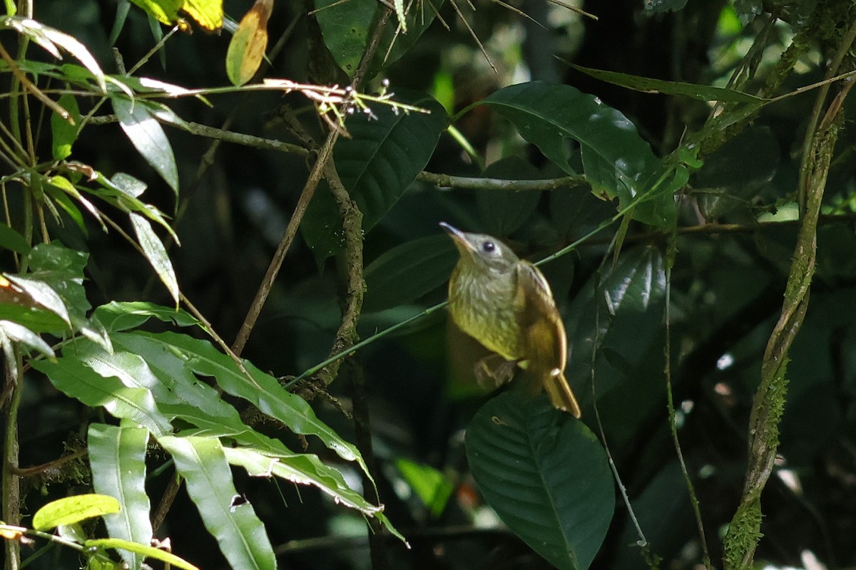 Olive-striped Flycatcher - ML612083625