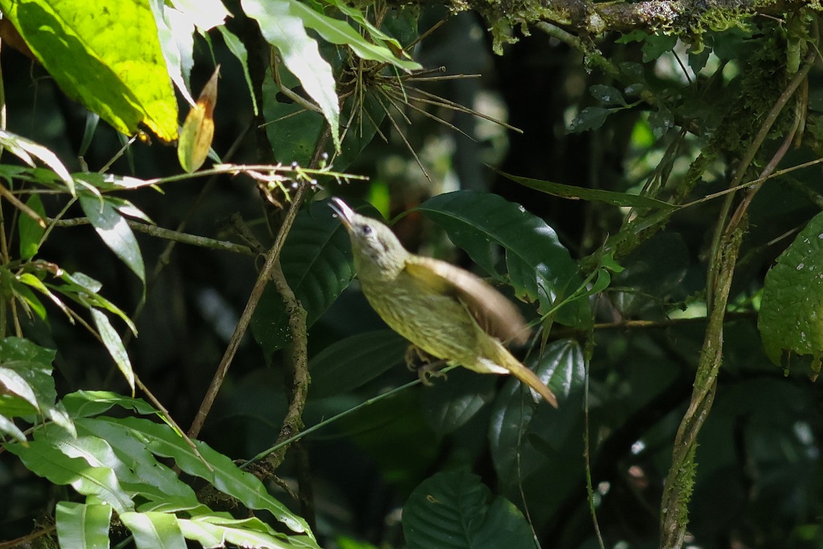 Olive-striped Flycatcher - ML612083626