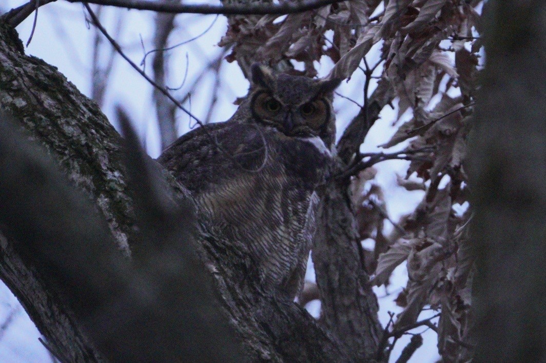 Great Horned Owl - ML612083881