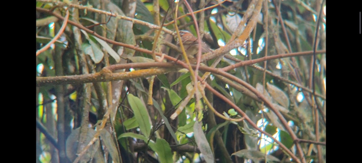 Rufous-collared Sparrow - ML612084127