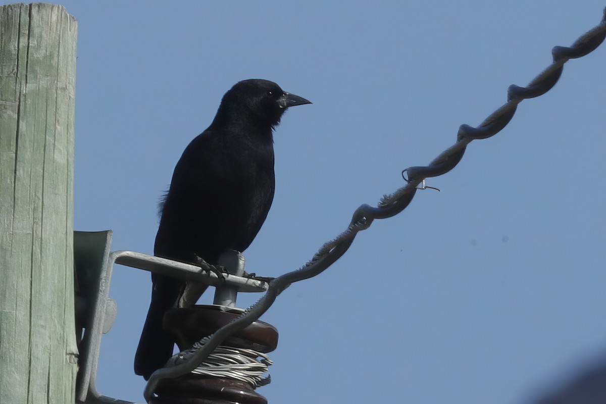 Bolivian Blackbird - ML612084184