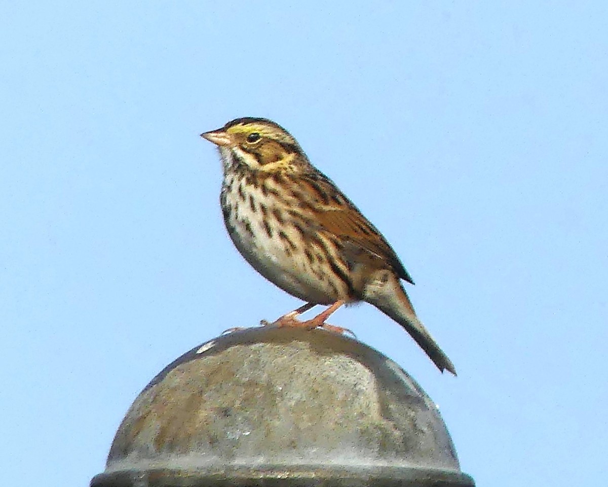 Savannah Sparrow - ML612084468
