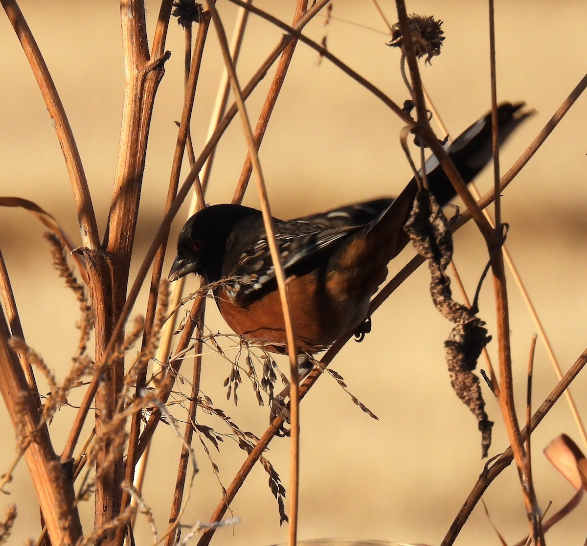 Spotted Towhee - ML612085204