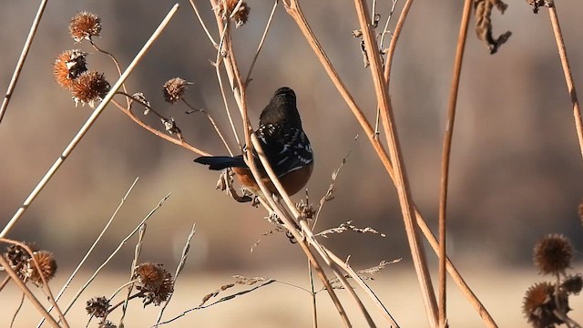 Spotted Towhee - ML612085205