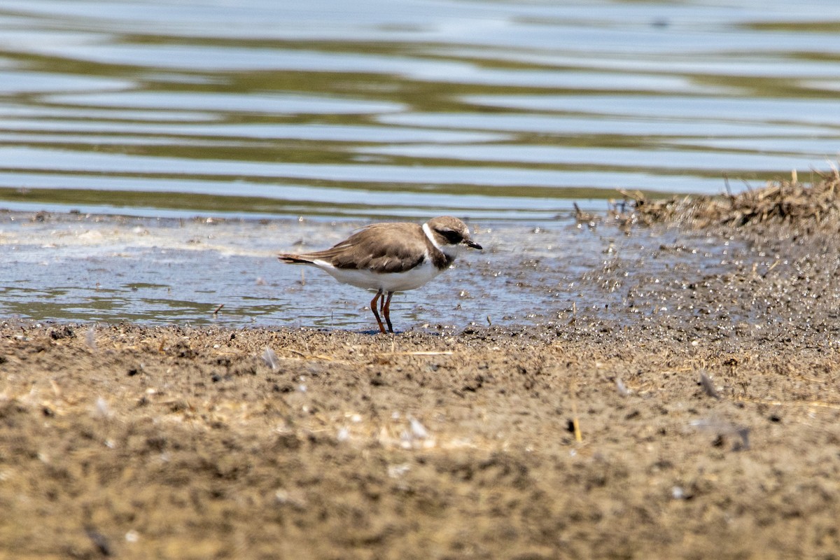 Common Ringed Plover - Damian Newmarch