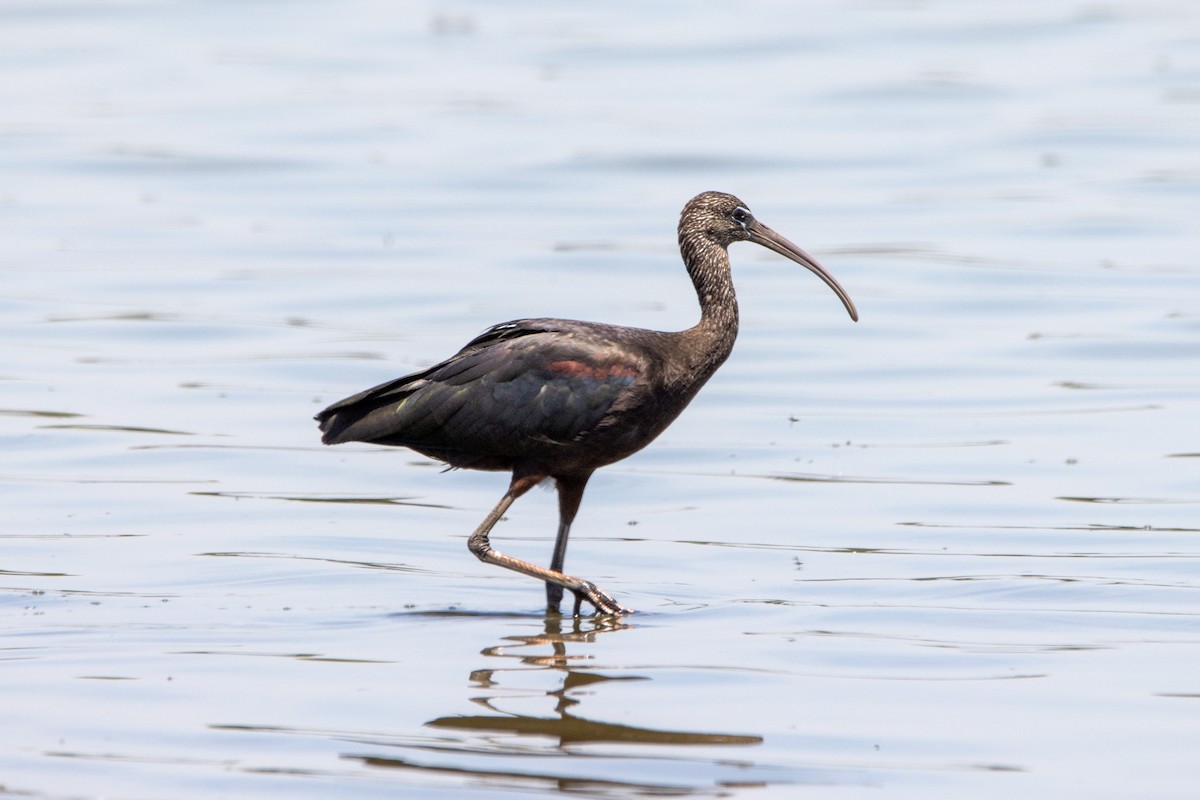 Glossy Ibis - Damian Newmarch