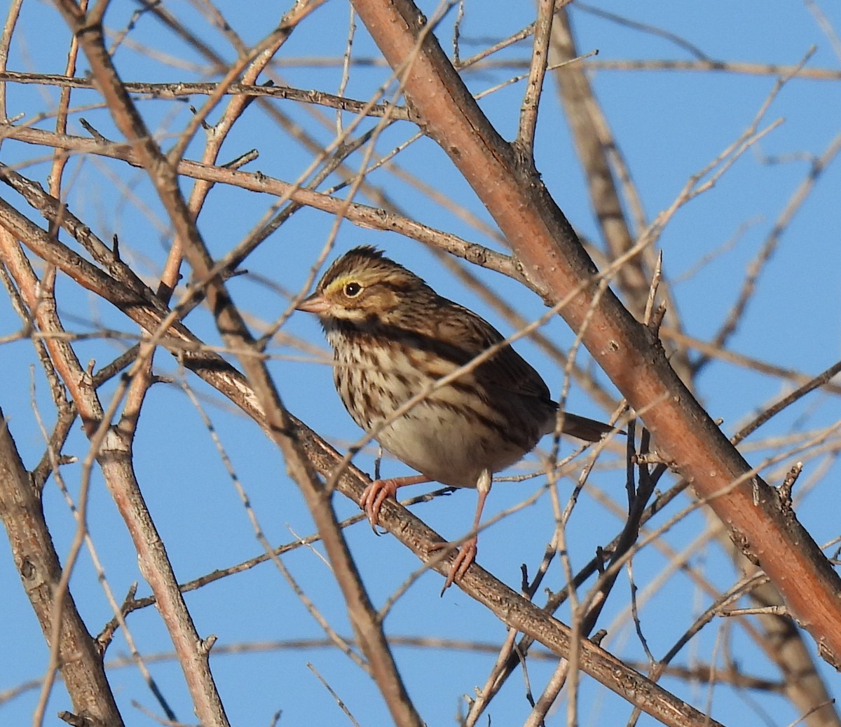 Savannah Sparrow - ML612085295