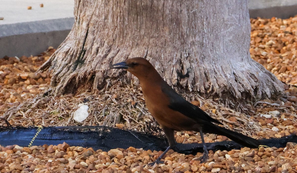Boat-tailed Grackle - ML612085350