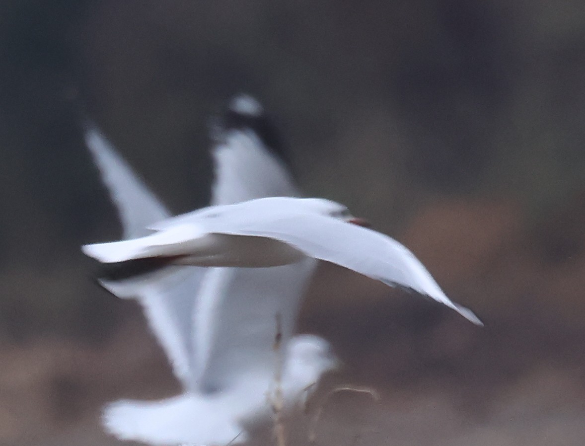 eBird Checklist 10 Dec 2023 Patton Farms (formerly Patton Turf Farm