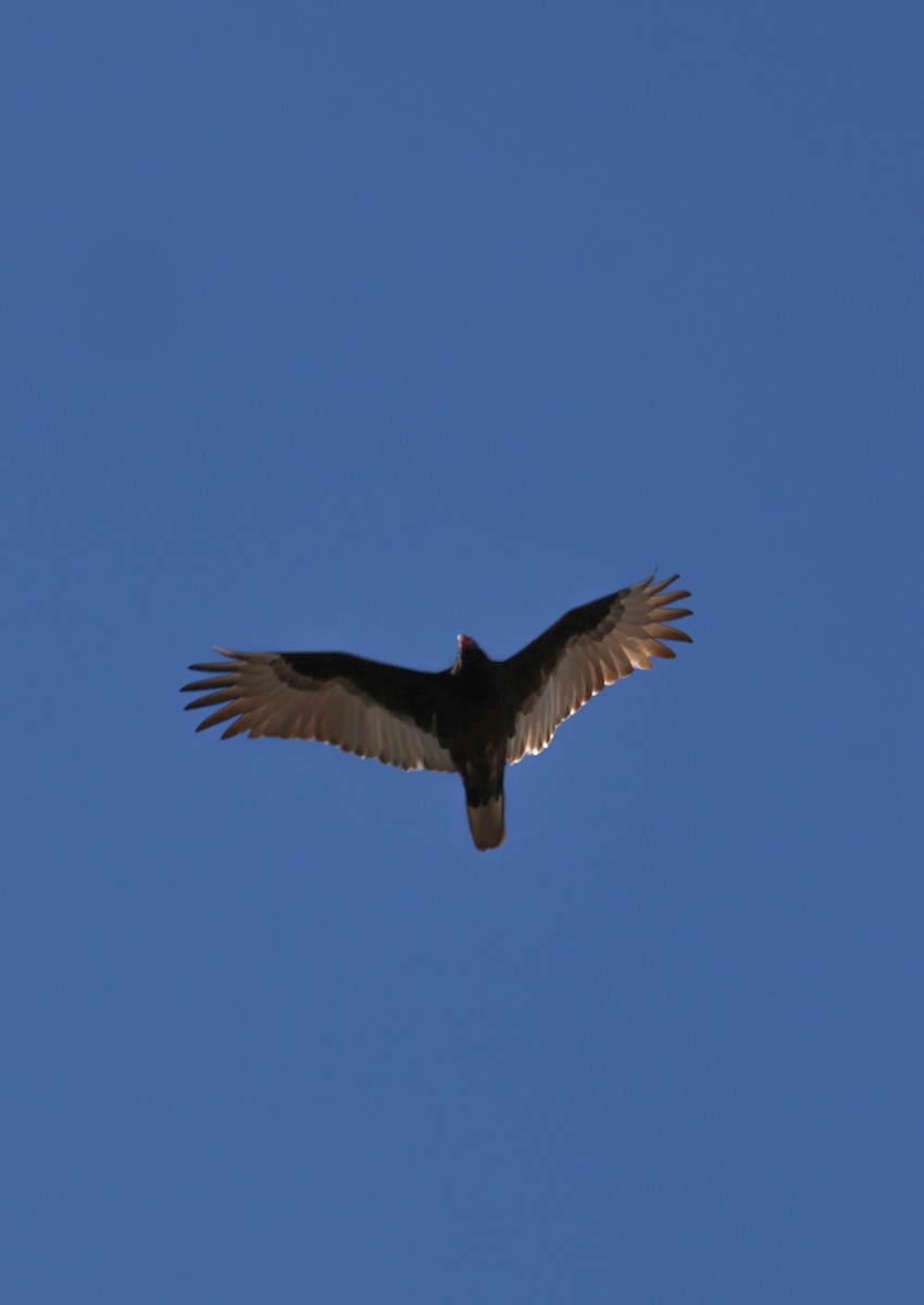 Turkey Vulture - ML612085586