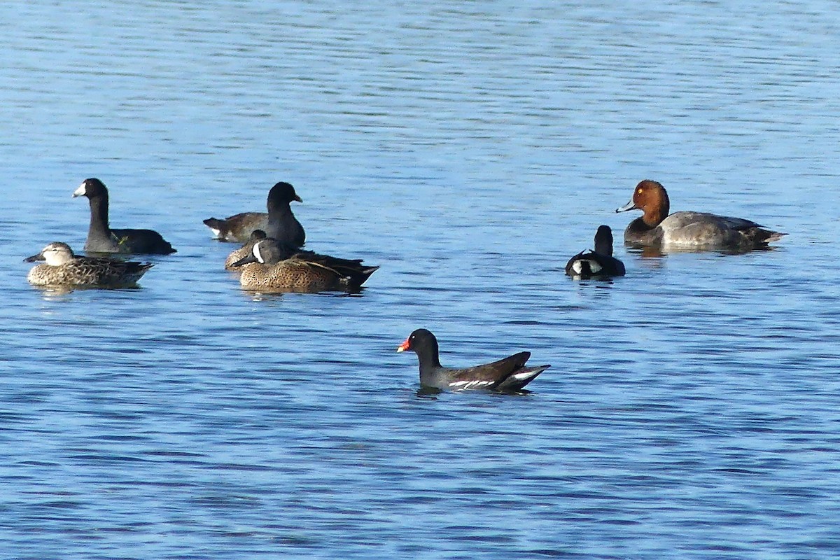 Blue-winged Teal - ML612085906