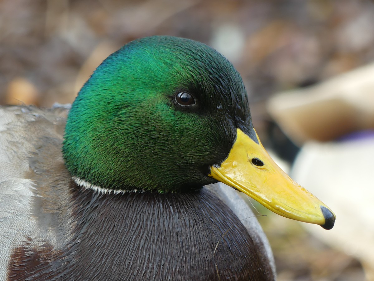 eBird Checklist 10 Dec 2023 MississaugaThe Riverwood Conservancy
