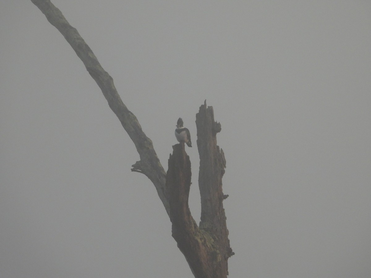 Belted Kingfisher - ML612086613