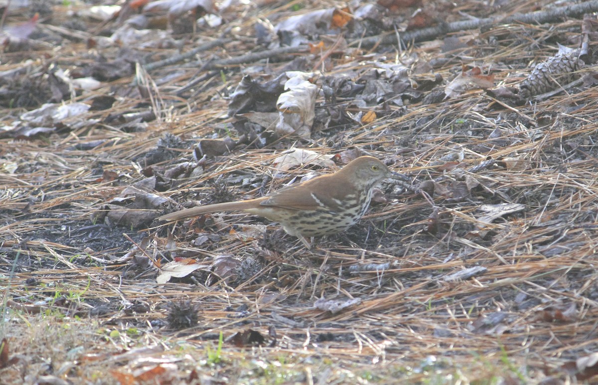 brunspottefugl - ML612087211