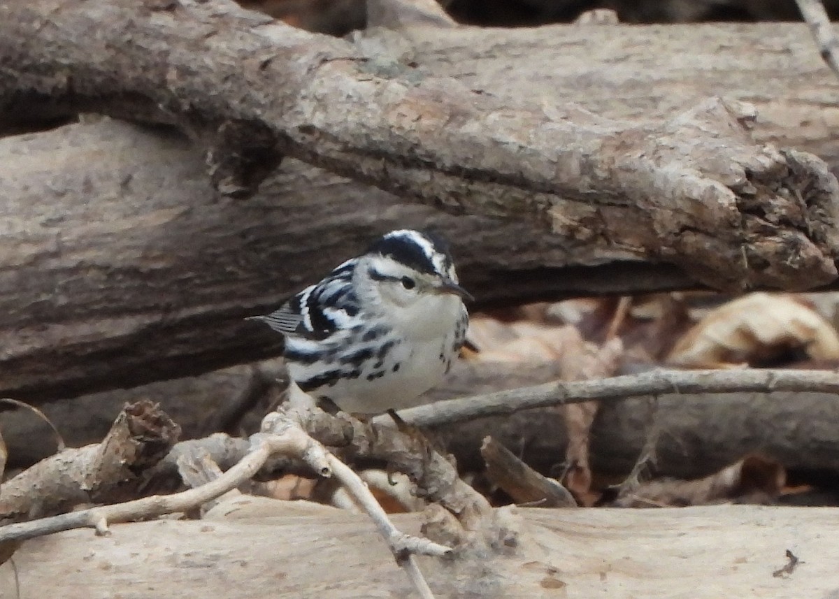 Black-and-white Warbler - ML612087923