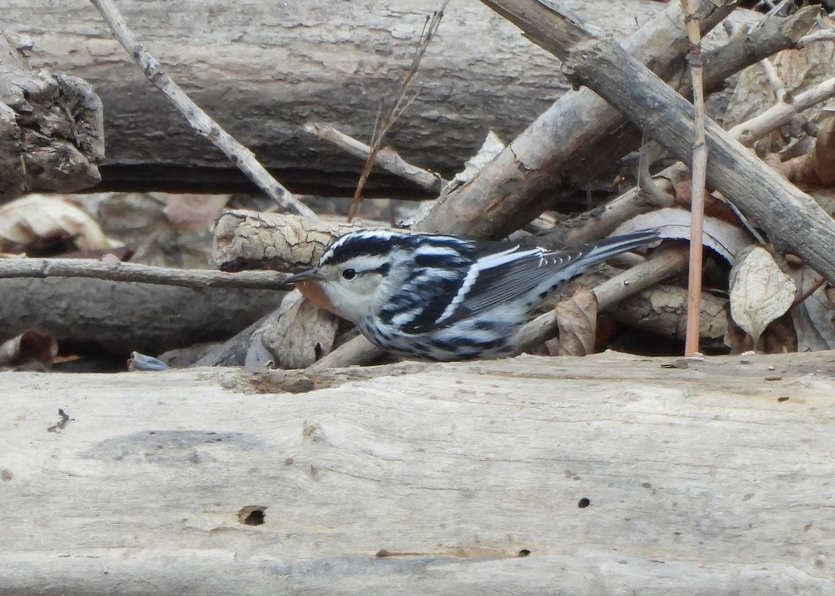 Black-and-white Warbler - ML612087924