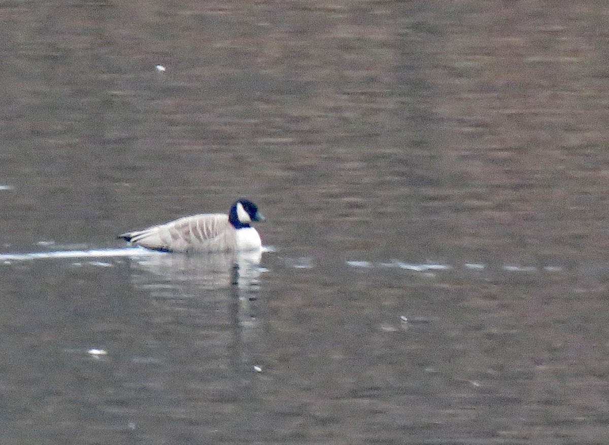 eBird Checklist 10 Dec 2023 Springdale Drive Quarry 29 species