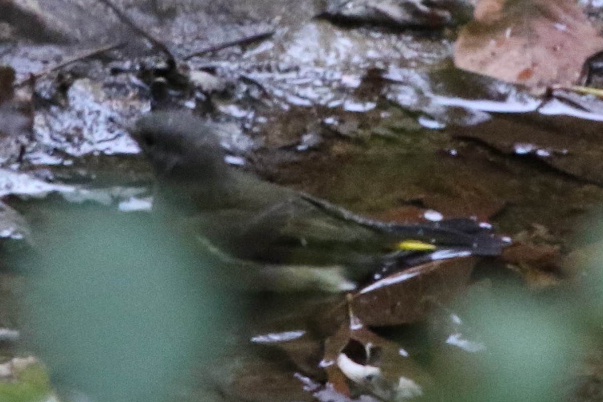 Yellow-rumped Warbler (Myrtle) - ML612087969