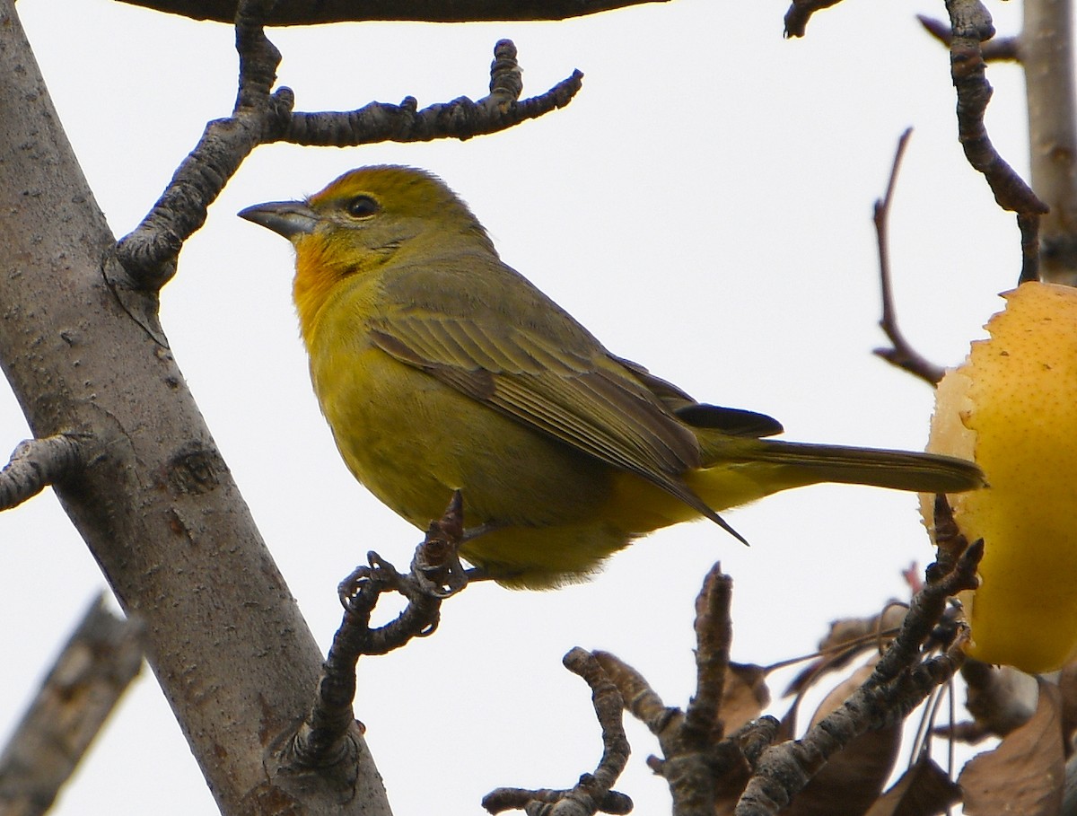 Hepatic Tanager - ML612088104