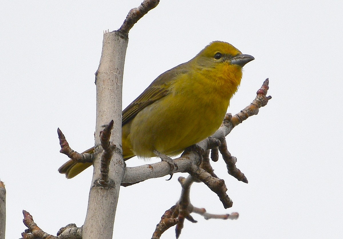 Hepatic Tanager - ML612088113