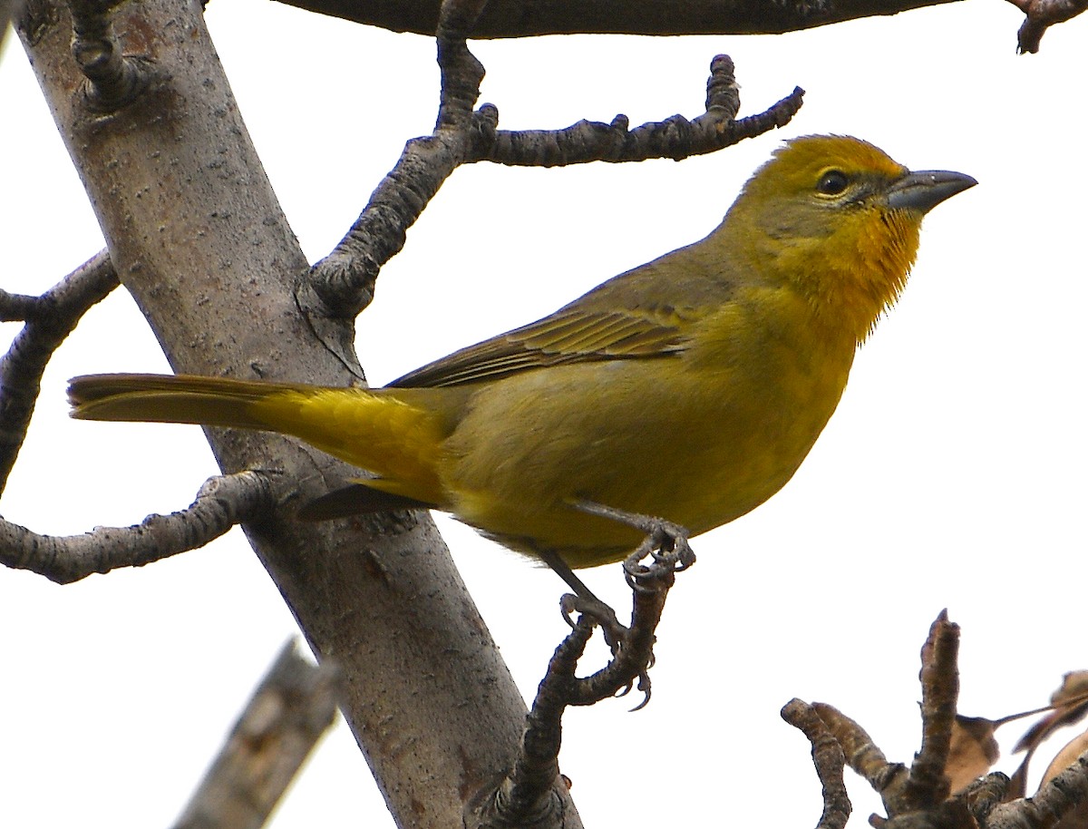 Hepatic Tanager - ML612088116