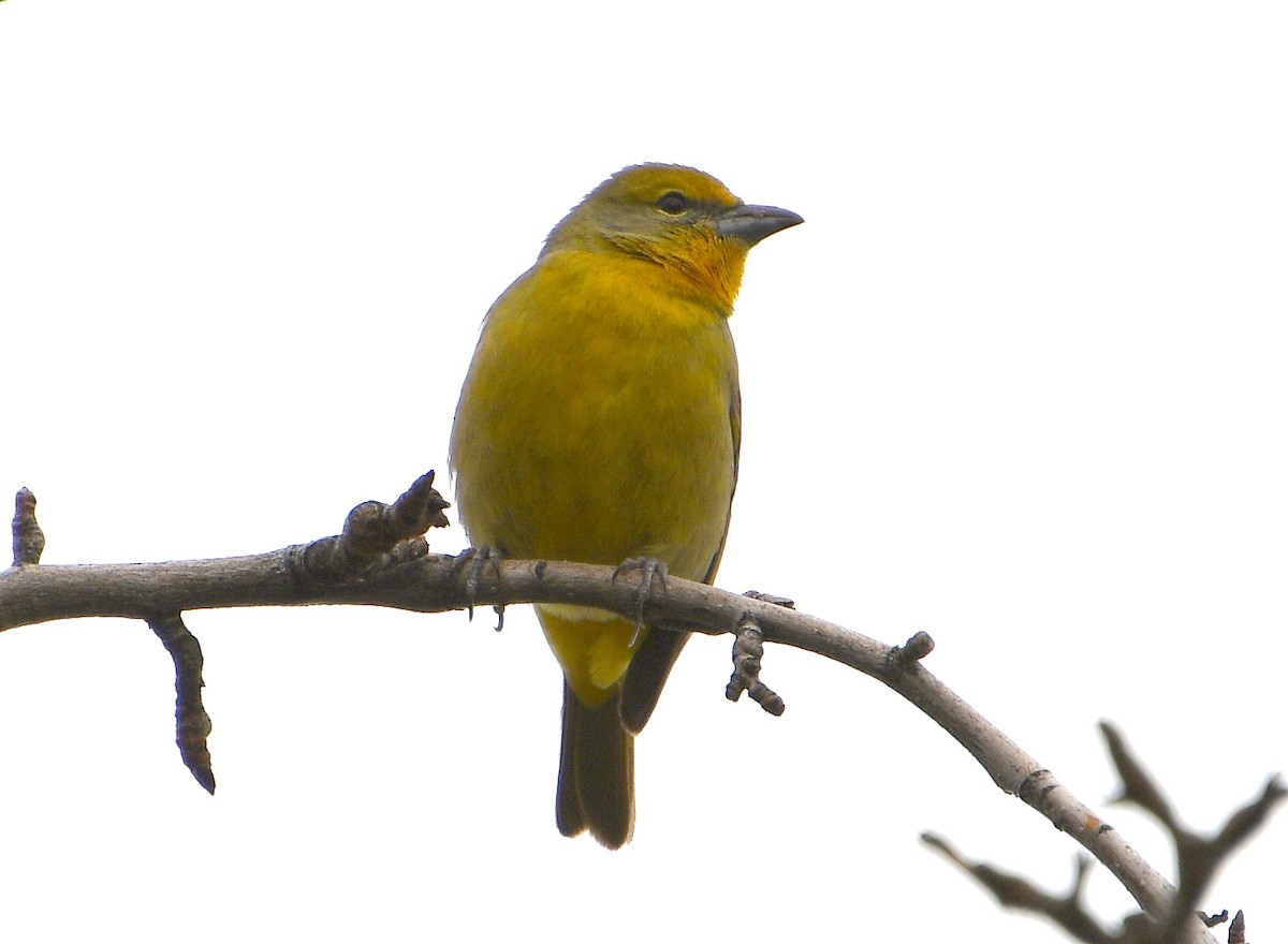 Hepatic Tanager - ML612088119