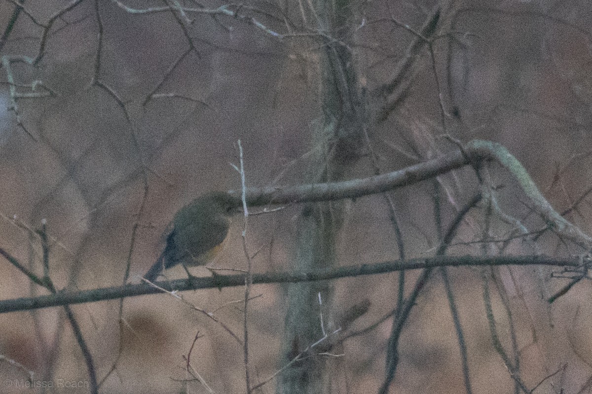 Red-flanked Bluetail - ML612088313