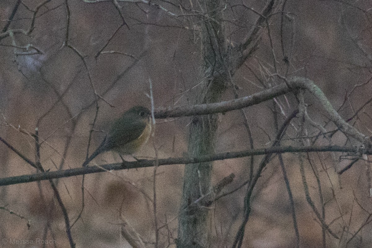 Red-flanked Bluetail - ML612088314